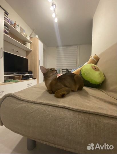 Абиссинский кот вязка