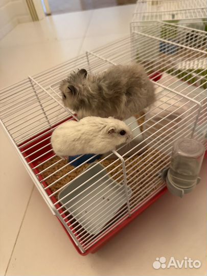 Сирийский и Джунгарский хомяки с клеткой. Отдам