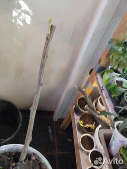 Мшанка ирландский мох и мискантус лисохвостый