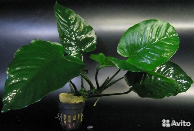 Аквариумные растения