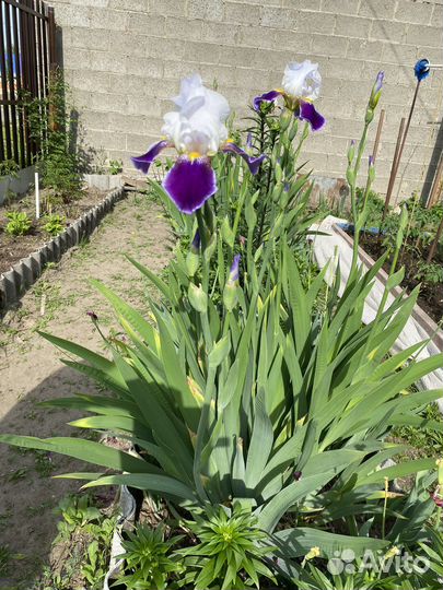 Ирис бородатый Wabash Вабаш
