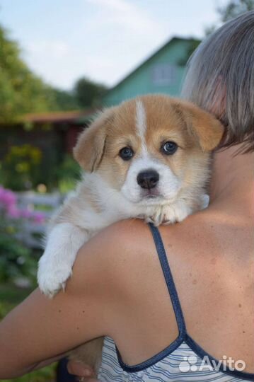 Продам щенка пемброка