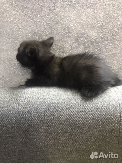 Котенок черненький