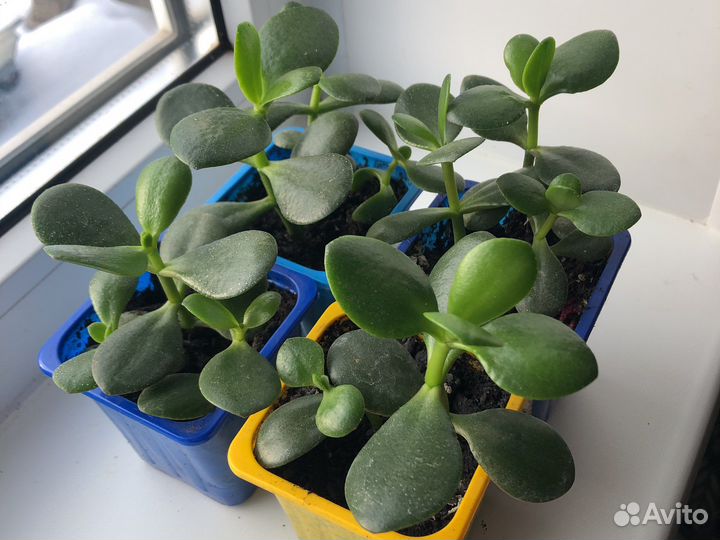 Крассула, толстянка, денежное дерево