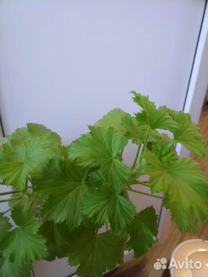 Королевская пеларгония взрослое растение