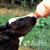 Зцм для телят, козлят, поросят