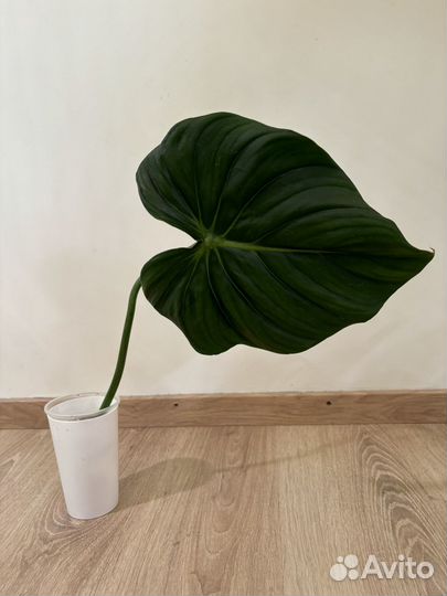 Филодендрон McDowell