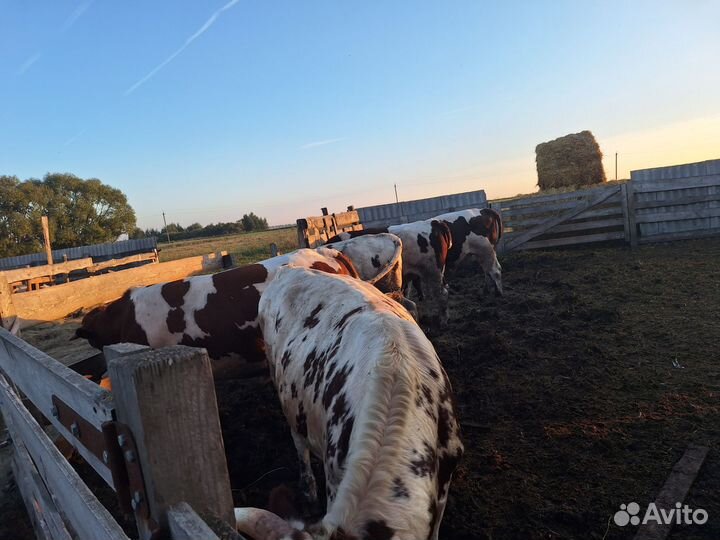 Быки на мясо