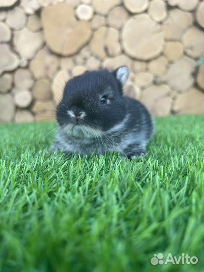 Большой выбор породистых декоративных кроликов