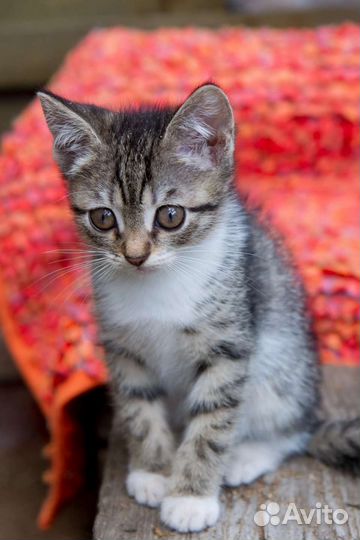 Котик ищет семью