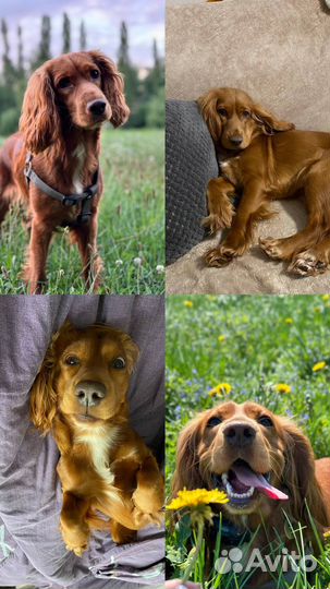 Передержка домашних животных /собак/догситтер