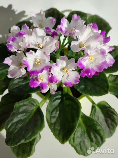 Набор из четырех фиалок