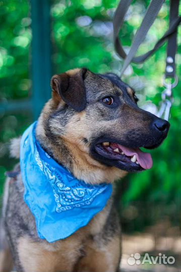 Собака Лукас небольшой