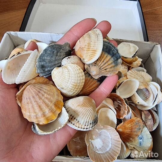 Ракушки морские (створки, гребешки)