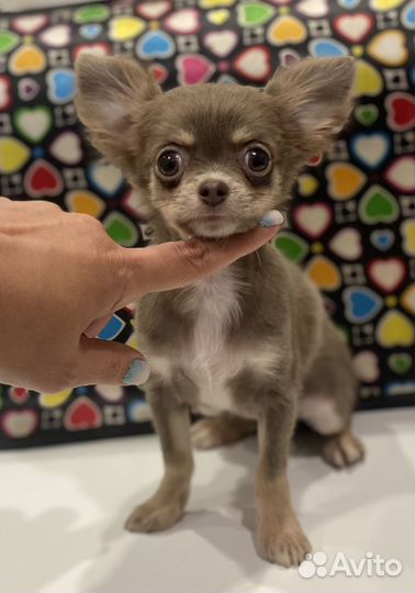 Мини девочка дш, 4 месяца