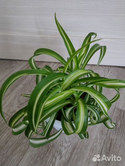 Монстера, Хамедорея, Хлорофитум, Замиокулькас