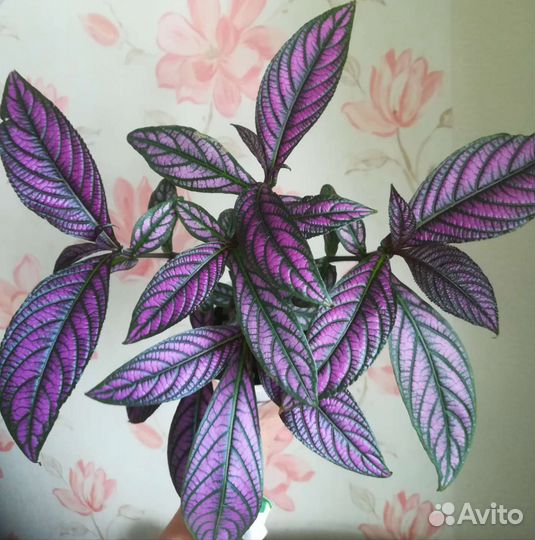 Стробилантес Дайера