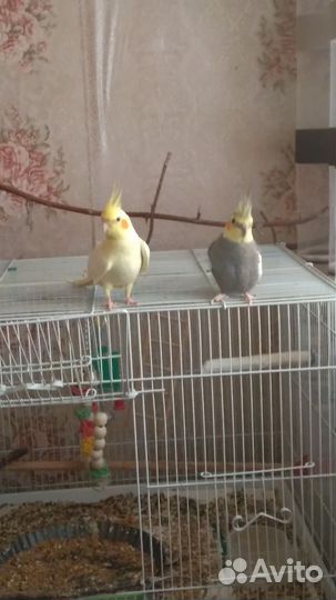 Попугай корелла с клеткой