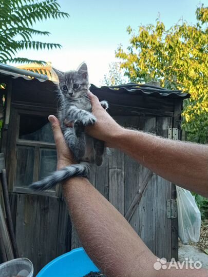 Котенок мальчик