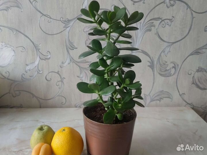 Расстение:Денежное дерево