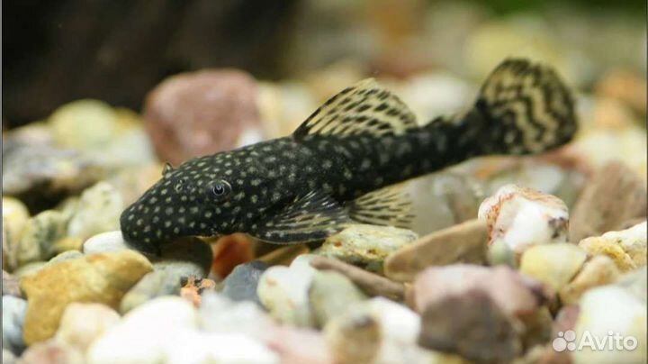 Анциструсы золотые сомики
