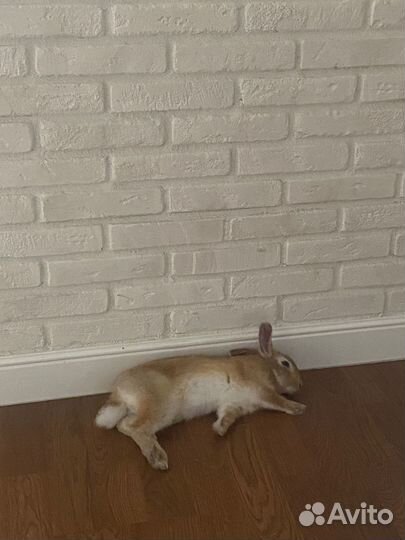 Кролик карликовый декоративный