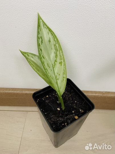 Аглаонема сильвер квин