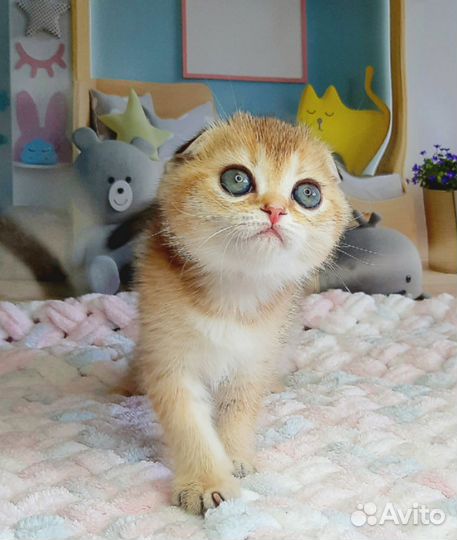 Шотландская золотая девочка