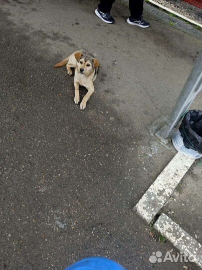 Собака некрупная