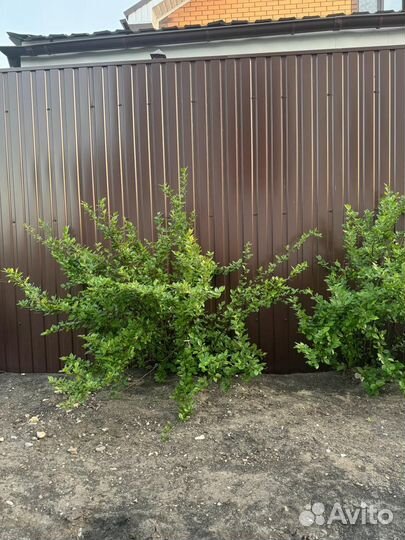Кизильник блестящий живая изгородь