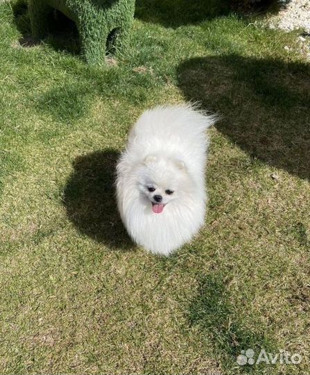 Померанский шпиц