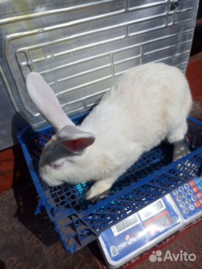 Кролик белый панон