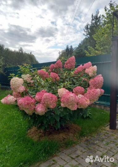Гортензия метельчатая более 30 сортов