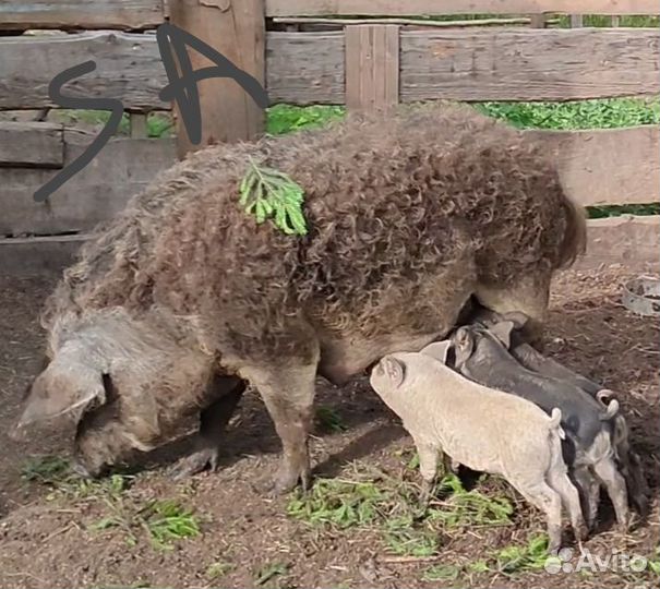 Поросята Венгерской Мангалицы