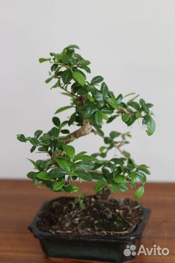 Бонсай Кармона 12 лет