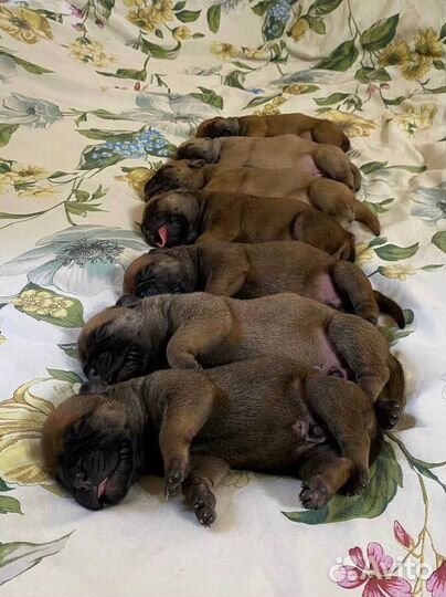 Щенки бульмастифа