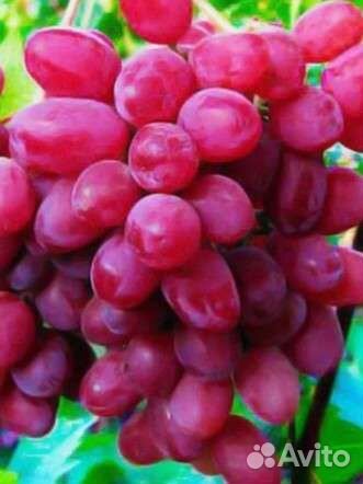 Саженцы и черенки винограда