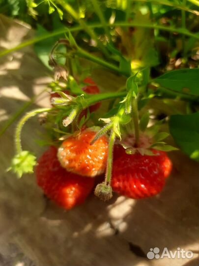 Клубника Азия, вьющаяся, землеклубника