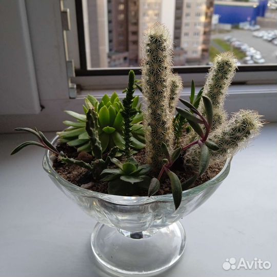 Мини композиция суккулентов