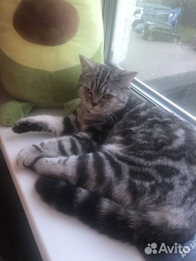 Вязка шотландка скоттиш-страйт мраморного окраса