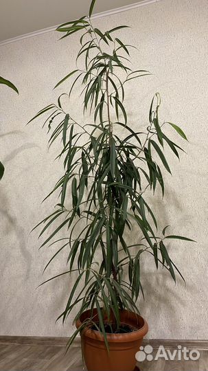 Продам огромную пальму