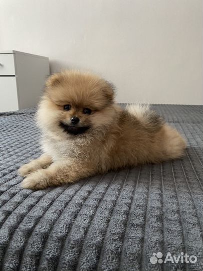 Померанский шпиц мини