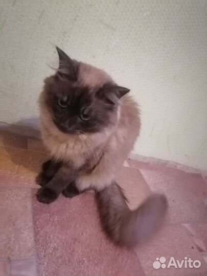 Сиамский кот