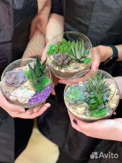 Мастер-класс по созданию флорариума с суккулентами