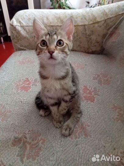 Кошечка, повреждена лапка, к горшку приучена