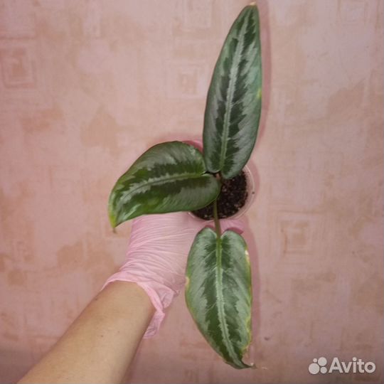 Шизматоглотис Сильвер