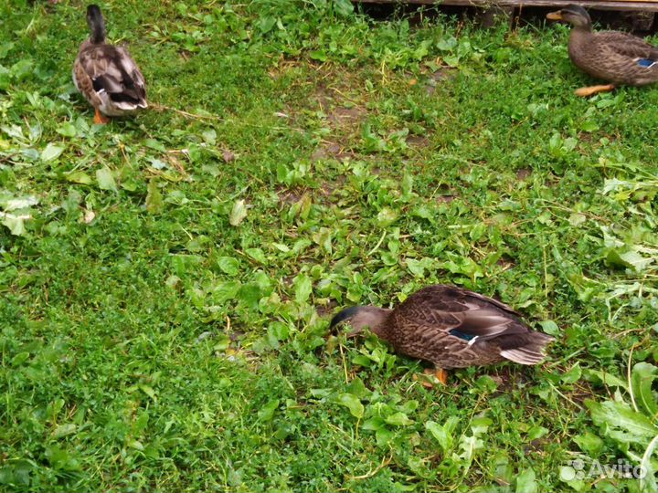 Подсадные утки и селезни