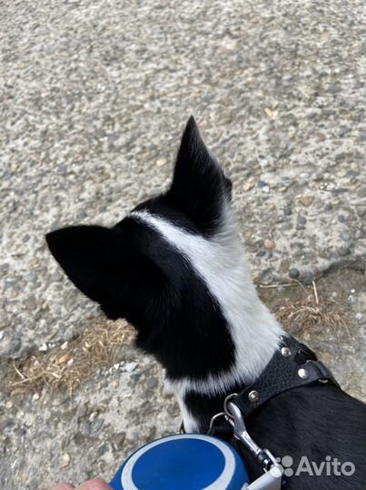 Вязка кобель чихуахуа