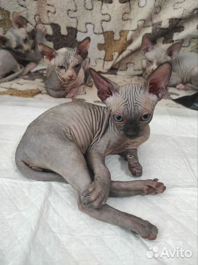 Канадский сфинкс котенок