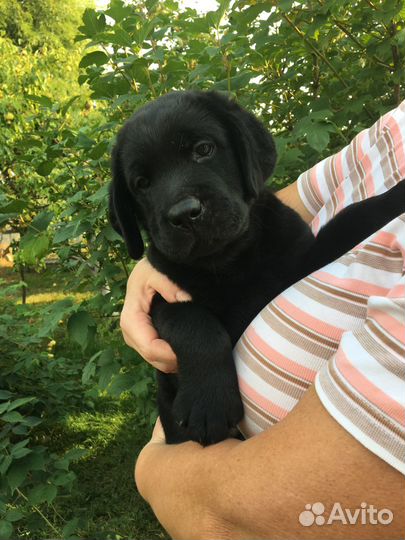 Щенки лабрадора